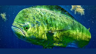 Dolphin Tournament 2025 - Lower Key's Chamber of Commerce June 6, 7, 8 (fishing)