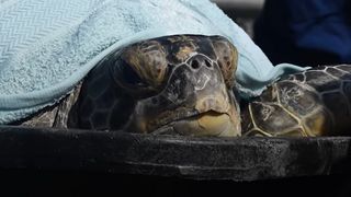 Cooter B the Sea Turtle Swims Free After Incredible Rescue and Rehab Journey (Best of Key West)