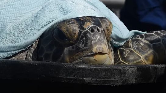 Cooter B the Sea Turtle Swims Free After Incredible Rescue and Rehab Journey (Best of Key West)