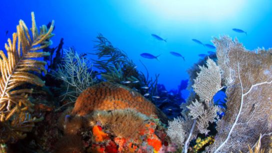 Florida Keys National Marine Sanctuary Set to Implement Restoration Blueprint (Water and Fishing)