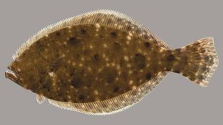 Florida Recreational Flounder Season Opens December 1 (fishing)