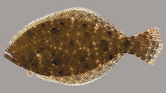 Florida Recreational Flounder Season Opens December 1