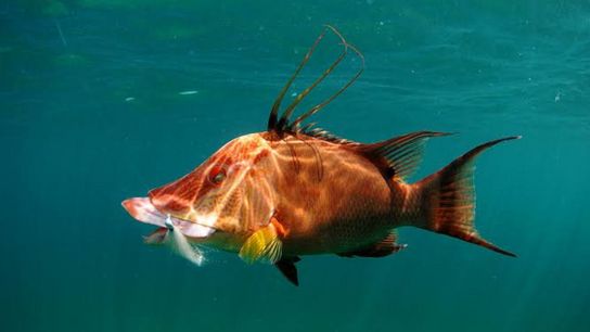 Recreational Hogfish Season Closed Oct 31 (fishing)