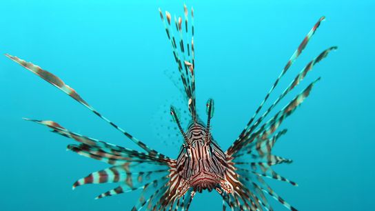 Record-Breaking Year for the 2024 Florida Wildlife Commission’s Lionfish Challenge (diving)
