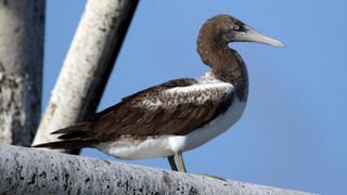 Masked Boobie Back in Habitat (community). Photo by Photo: All About Birds