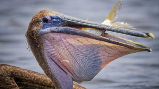 Key West Wildlife Center: Feeding Brown Pelicans at Fish Cleaning Stations is Illegal and Harmful (fishing)
