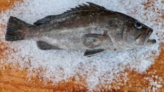 FWC Closes Recreational Harvest of Key Atlantic Fish Species Amid Conservation Concerns (fishing). Photo by Photo: "Snowy Grouper" Keys Fresh Seafood